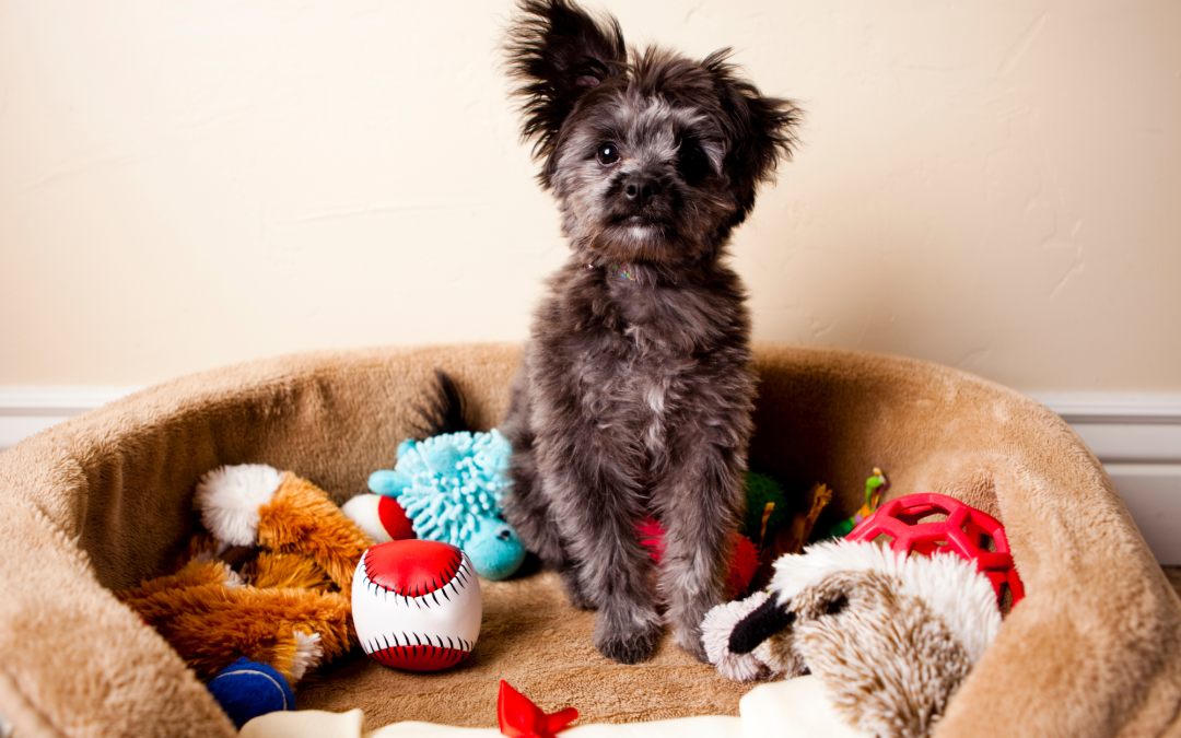 DIY Pet Toys: Fun and Affordable Ways to Keep Your Pet Entertained