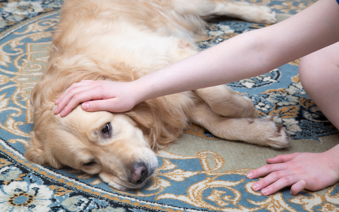 Holistic Pet Care: Natural Remedies for Common Pet Ailments