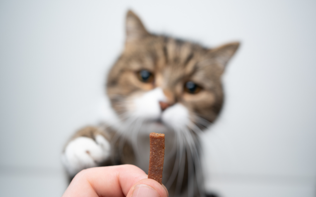 Homemade Treats vs. Store-Bought: What’s Better for Your Pet?