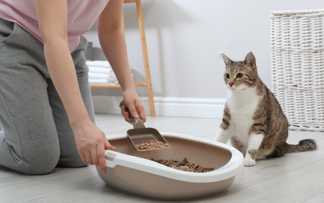 Litter Box Problems? How to Keep Your Cat’s Bathroom Habits on Track