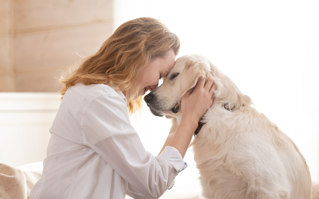 Pet Anxiety: How to Help Your Pet Feel Safe During Storms & Fireworks